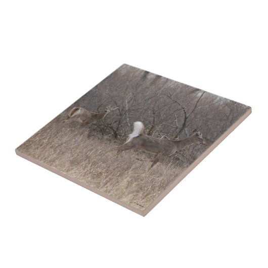 D1 Witstaartdeer Spring Bucks in penseel Tegeltje (Zijkant)