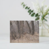 D1 Witstaartherten Spring Buck in Cottonwoods Briefkaart (Staand voorkant)