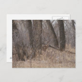 D1 Witstaartherten Spring Buck in Cottonwoods Briefkaart (Voorkant / Achterkant)