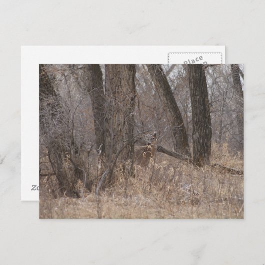 D1 Witstaartherten Spring Buck in Cottonwoods Briefkaart (Voorkant / Achterkant)
