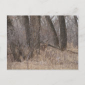 D1 Witstaartherten Spring Buck in Cottonwoods Briefkaart (Voorkant)