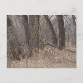 D1 Witstaartherten Spring Buck in Cottonwoods Briefkaart
