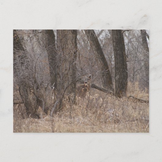 D1 Witstaartherten Spring Buck in Cottonwoods Briefkaart (Voorkant)