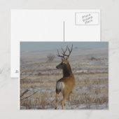 D20 Muildierhert in de Sneeuw Briefkaart (Voorkant / Achterkant)