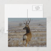 D20 Muilezel Hertengewei in Sneeuw Briefkaart (Voorkant / Achterkant)