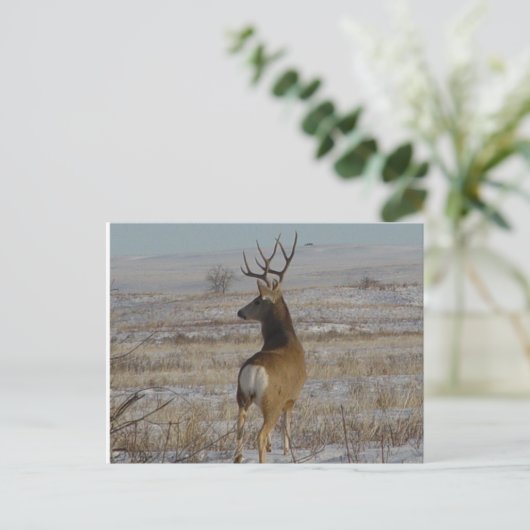 D20 Mule Deer Buck in sneeuw Briefkaart (Staand voorkant)