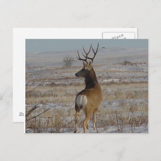 D20 Mule Deer Buck in sneeuw Briefkaart (Voorkant / Achterkant)