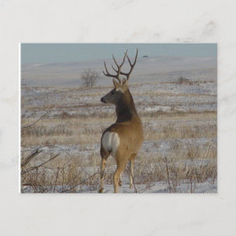 D20 Mule Deer Buck in sneeuw Briefkaart