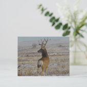 D20 Mule Deer Buck in sneeuw Briefkaart (Staand voorkant)