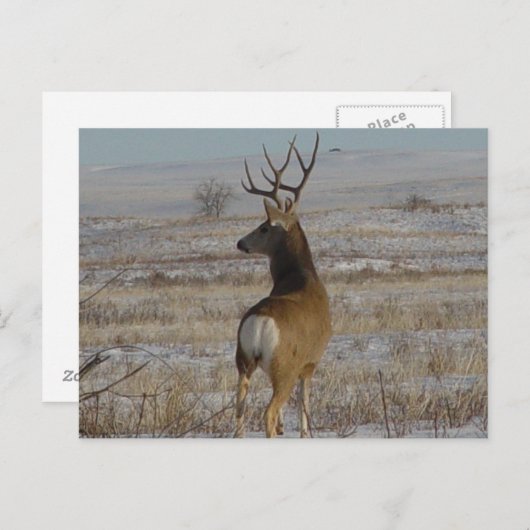 D20 Mule Deer Buck in sneeuw Briefkaart (Voorkant / Achterkant)