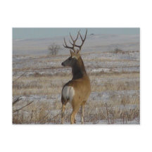 D20 Mule Deer Buck in sneeuw