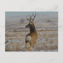 D20 Mule Deer Buck in sneeuw Briefkaart