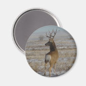 D20 Mule Deer Buck in sneeuw Magneet (Voorkant / Achterkant)