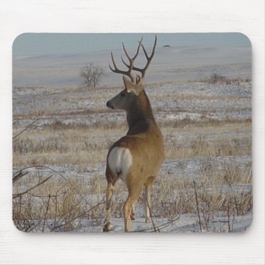 D20 Mule Deer Buck in sneeuw Muismat (Voorkant)
