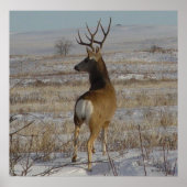 D20 Mule Deer Buck in sneeuw Poster (Voorkant)