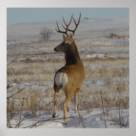 D20 Mule Deer Buck in sneeuw Poster