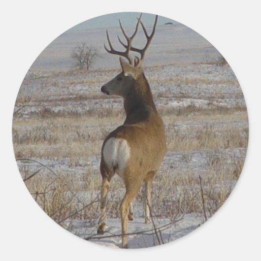 D20 Mule Deer Buck in sneeuw Ronde Sticker (Voorkant)