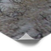 D21 Mule Deer Bucks Poster (Hoek)