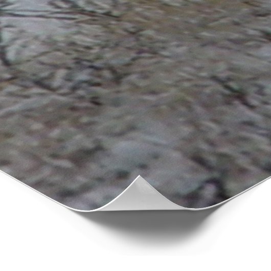 D21 Mule Deer Bucks Poster (Hoek)