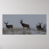 D21 Mule Deer Bucks Poster (Voorkant)