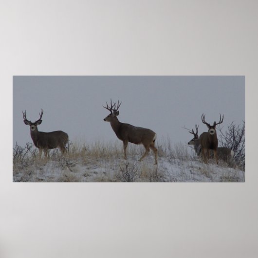 D21 Mule Deer Bucks Poster (Voorkant)
