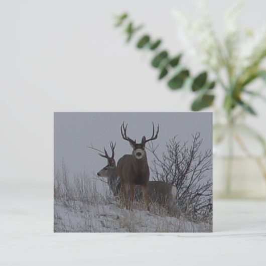 D21b Mule Deer Briefkaart (Staand voorkant)