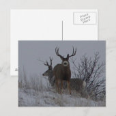 D21b Mule Deer Briefkaart (Voorkant / Achterkant)