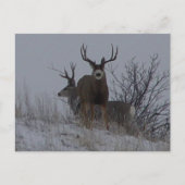 D21b Mule Deer Briefkaart (Voorkant)