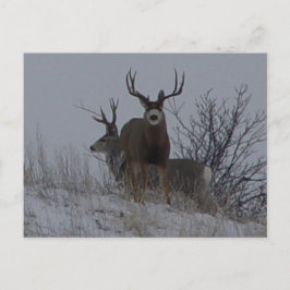 D21b Mule Deer Briefkaart