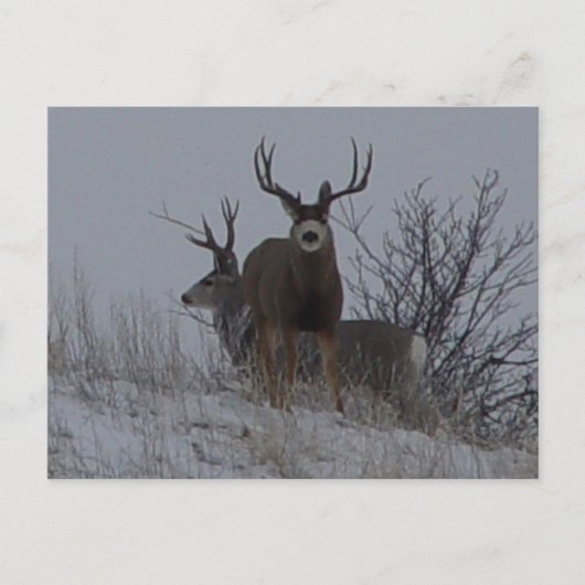 D21b Mule Deer Briefkaart (Voorkant)