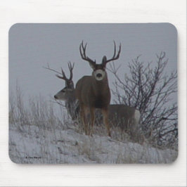 D21b Mule Deer Bucks Muismat