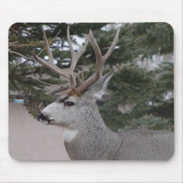 D25 Mule Deer Buck Muismat