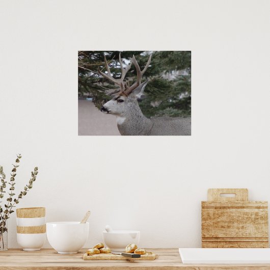D25 Mule Deer Buck Poster (Keuken)