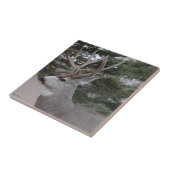 D25 Mule Deer Buck Tegeltje (Zijkant)