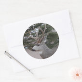 D25 Mule Der Buck Head Shot Ronde Sticker (Envelop)