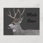 D26 Mule Der Buck Head en Schouders Briefkaart (Voorkant)