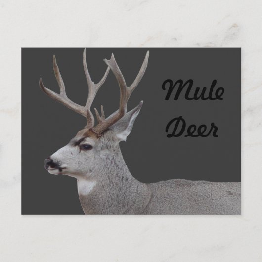 D26 Mule Der Buck Head en Schouders Briefkaart (Voorkant)