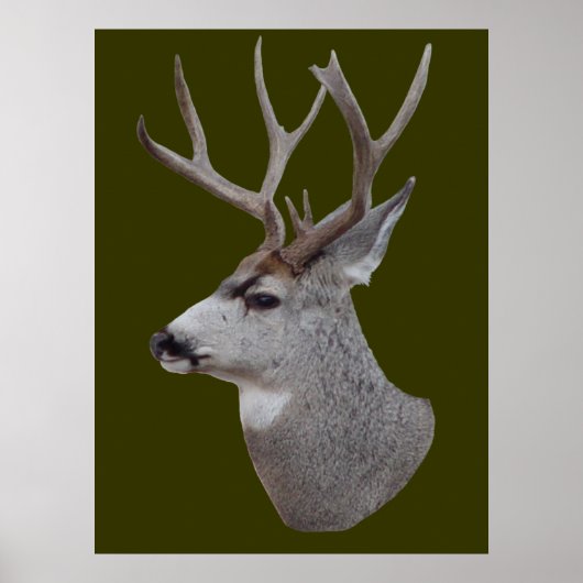 D27 Mule Deer Buck Head Poster (Voorkant)