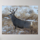 D28 Mule Deer Buck aan de slag Poster (Voorkant)