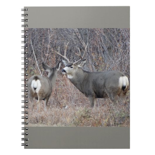 D29 Muildier bok en geit Notitieboek (Voorkant)