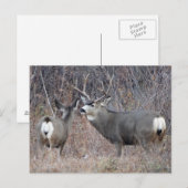 D29 Muildierbok en -geit Briefkaart (Voorkant / Achterkant)