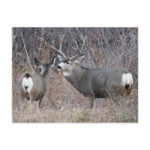 D29 Muildierbok en -geit