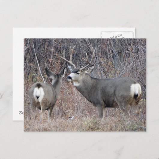 D29 Mule Deer Buck en Doe Briefkaart (Voorkant / Achterkant)