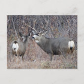 D29 Mule Deer Buck en Doe Briefkaart (Voorkant)