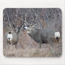 D29 Mule Deer Buck en Doe