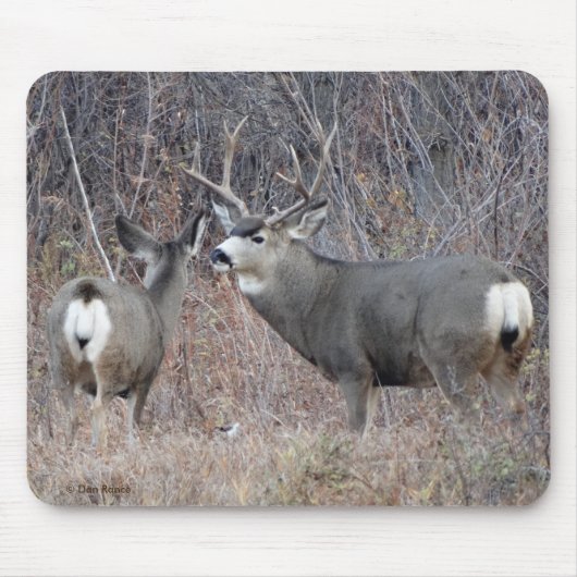 D29 Mule Deer Buck en Doe Muismat (Voorkant)