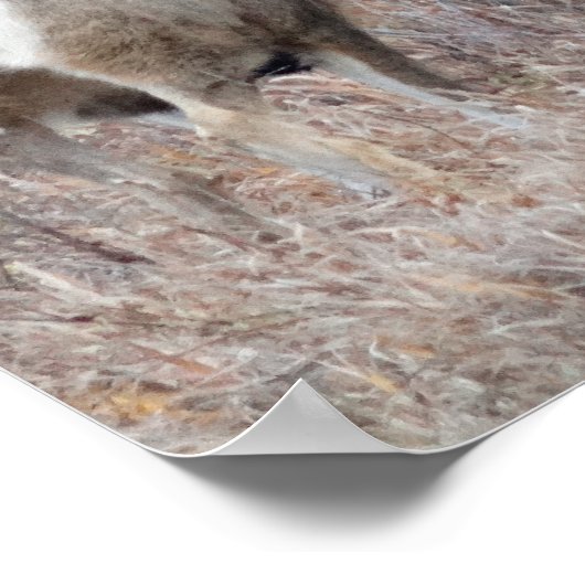 D29 Mule Deer Buck en Doe Poster (Hoek)