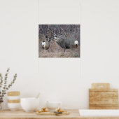 D29 Mule Deer Buck en Doe Poster (Keuken)