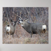 D29 Mule Deer Buck en Doe Poster (Voorkant)