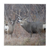 D29 Mule Deer Buck en Doe Tegeltje (Voorkant)